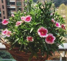 這7種花卉盆栽,花期長得離譜,最后一種長得特別霸氣