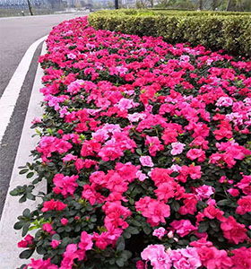 廣元波絲菊批發(fā)價格,各種工程苗木