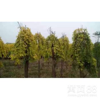 【山東錦程苗木嫁接隊(duì)-專(zhuān)業(yè)嫁接工人】-