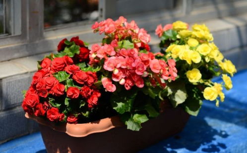 1種 花卉盆景 ,可活上 10 年之久,一旦花開(kāi),姿態(tài)高雅