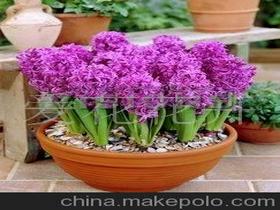 進(jìn)口風(fēng)信子價格 進(jìn)口風(fēng)信子批發(fā) 進(jìn)口風(fēng)信子廠家