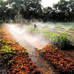 南海農(nóng)場建花卉種植基地推動農(nóng)場經(jīng)濟(jì)發(fā)展