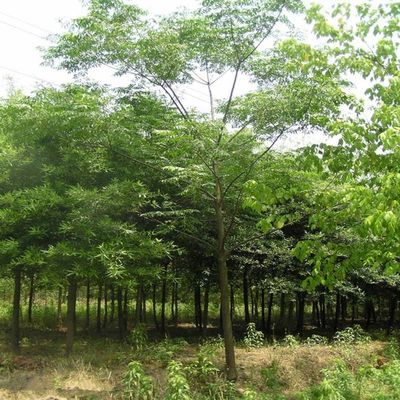 供應(yīng)【苗圃直銷】楓楊 楓楊價格 批發(fā)各種花卉苗木喬木灌木草坪草種