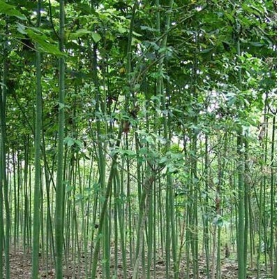 綠化苗28 -福建興輝苗木 產(chǎn)品展示(福建紅繡球、福建興輝苗木 、紅葉石蘭)-金泉網(wǎng)