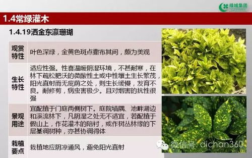 綠城集團園林軟景苗木圖譜 全套