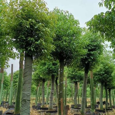 10-30公分香樟樹基地批發價格 胸徑30公分大葉香樟 優質香樟樹 紅成苗木