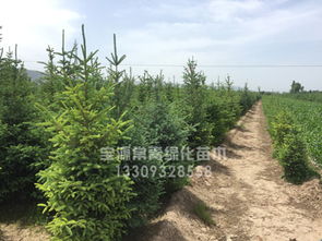 甘肅寶源常青專業(yè)供應(yīng)云杉 臨洮苗木基地