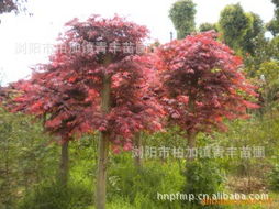 瀏陽市柏加鎮(zhèn)青豐苗圃 綠化苗木產(chǎn)品列表