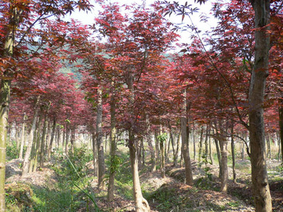 紅楓浙江杭州專業種植,配送各類蕭山綠化苗木常規品種-浙江蕭山新街盈中苗木種植場商鋪供應列表-第1頁
