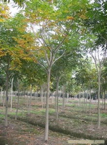 上海無患子苗木銷售 相關信息 上海苗木 上海苗木批發 上海苗木價格 上海苗木基地