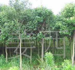 【廠家直供】綠化苗木 /喬木 /大葉女貞/3-4公分_農副產品_世界工廠網中國產品信息庫