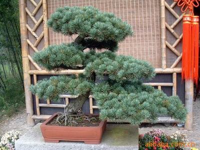 【綠化設計圖中的喬木與灌木之分】價格、產品供應,綠化設計圖中的喬木與灌木之分廠家批發-1024商務網