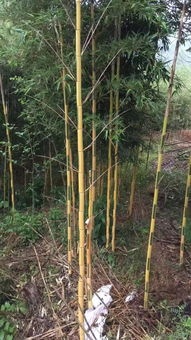 恭喜安吉其龍苗木種植場(chǎng)入駐苗木通平臺(tái) 專注精品綠化苗木