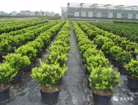 這次苗木價(jià)格的上漲不同凡響
