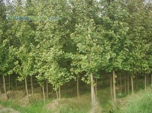 供應(yīng)咨詢銀杏樹價(jià)格|咨詢銀杏樹行情|邳州市翔齊銀杏苗木基地_紡織、皮革_世界工廠網(wǎng)中國(guó)產(chǎn)品信息庫(kù)