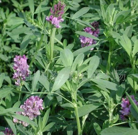 牧草種子普那菊苣、蘇丹草、苦買菜、毛苕子、(圖)