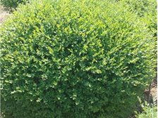 河北省定州市建衛(wèi)苗圃產(chǎn)品展示