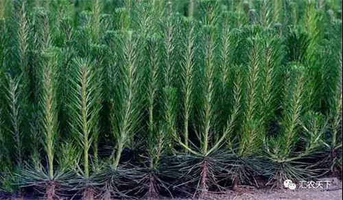 想要出好苗子 這些苗木生產(chǎn)新技術(shù)不得不知