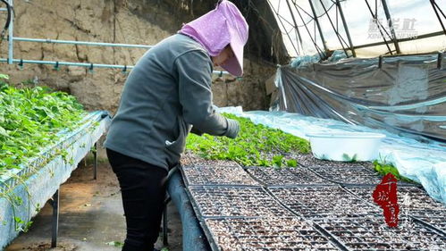 千城百縣看中國 山東廣饒 工廠化育苗 助推農(nóng)業(yè)產(chǎn)業(yè)化