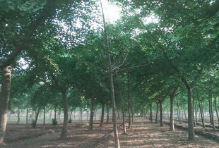 北京博雅森綠化苗木銷售公司