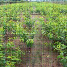 新聞資訊 特高產桃樹苗供應 中油蟠5號桃苗新品種供應 公司 歡迎您