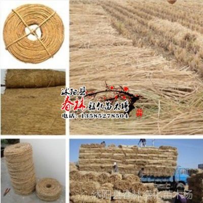 供應批發園藝稻草繩子 捆綁繩 打草繩 苗木及工廠產品包扎與防護