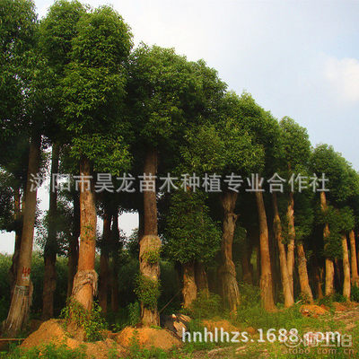 【湖南廠家供應香樟苗木常綠性香樟樹苗木量大從優】瀏陽市昊龍苗木種植專業合作社 - 產品庫