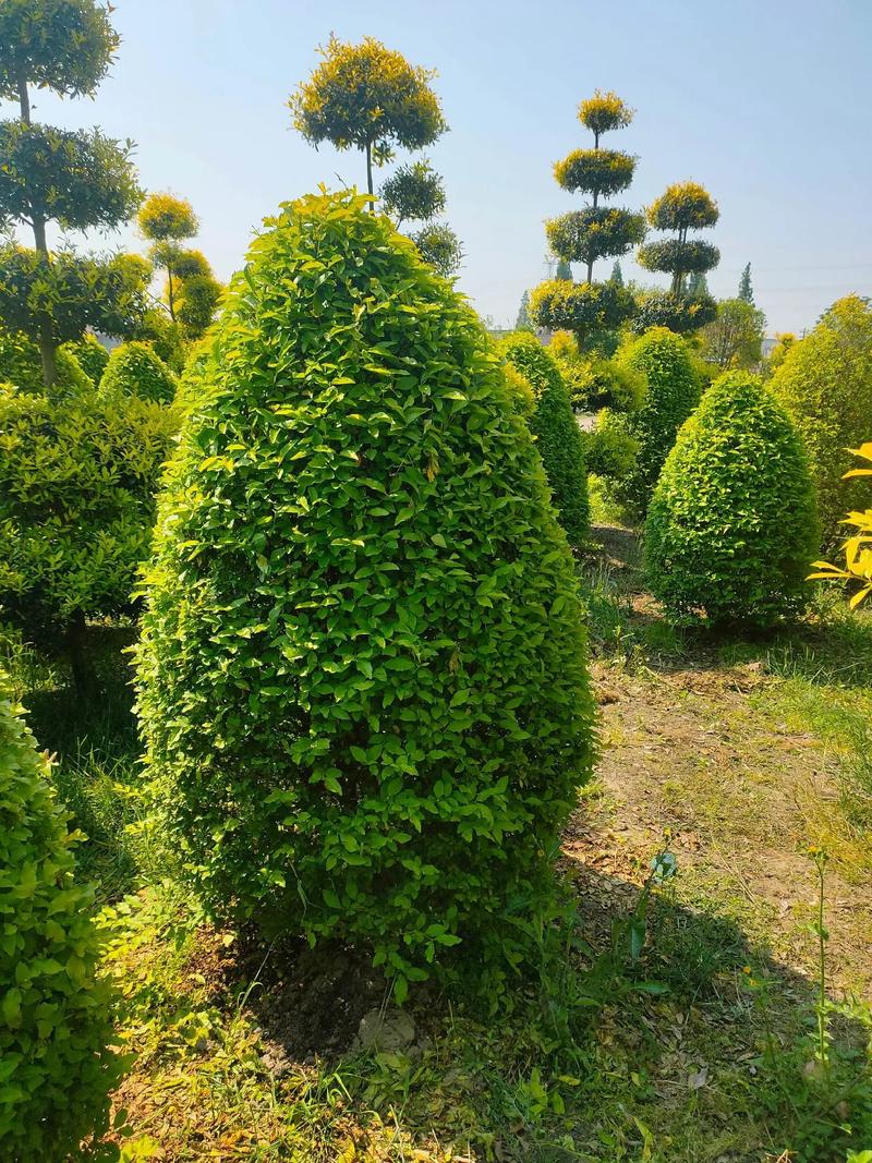 金冠女貞球,塔,柱型低價出售#現場實拍 #苗木種植基地 #歡