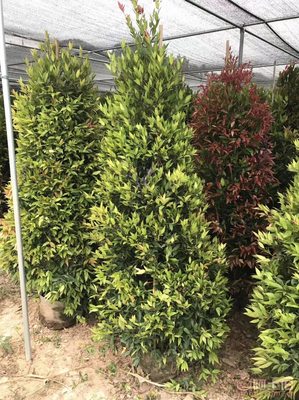 【江西綠化苗木袋苗紅車、農(nóng)戶種植】綠化苗木,價格,廠家,供應(yīng)商,花木,龍海市東泗興輝園藝場 - 產(chǎn)品庫