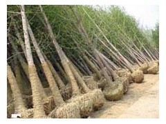 山東五角楓苗木基地供應(yīng)15公分五角楓樹、名運苗木基地出售|喬灌木|綠化苗木|供應(yīng)信息|597苗木網(wǎng)