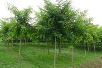 36 2020年國槐苗木國家賠償標(biāo)準(zhǔn) 