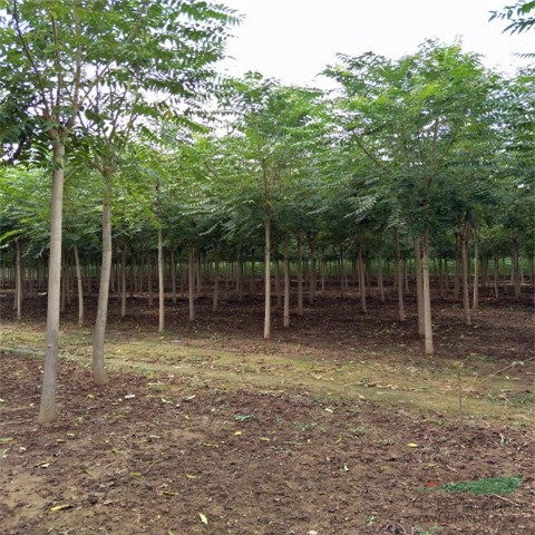 企業(yè)動態(tài)