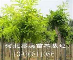 出售3 5公分矮桿金枝槐美倫美煥