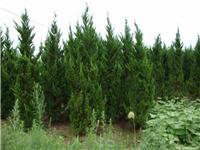 找鄢陵河南檜的苗木價格價格、圖片、詳情,上一比多_一比多產品庫
