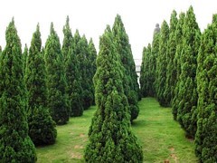 青州綠化苗木 選購優(yōu)質綠化苗木，首選聚寶花卉苗木