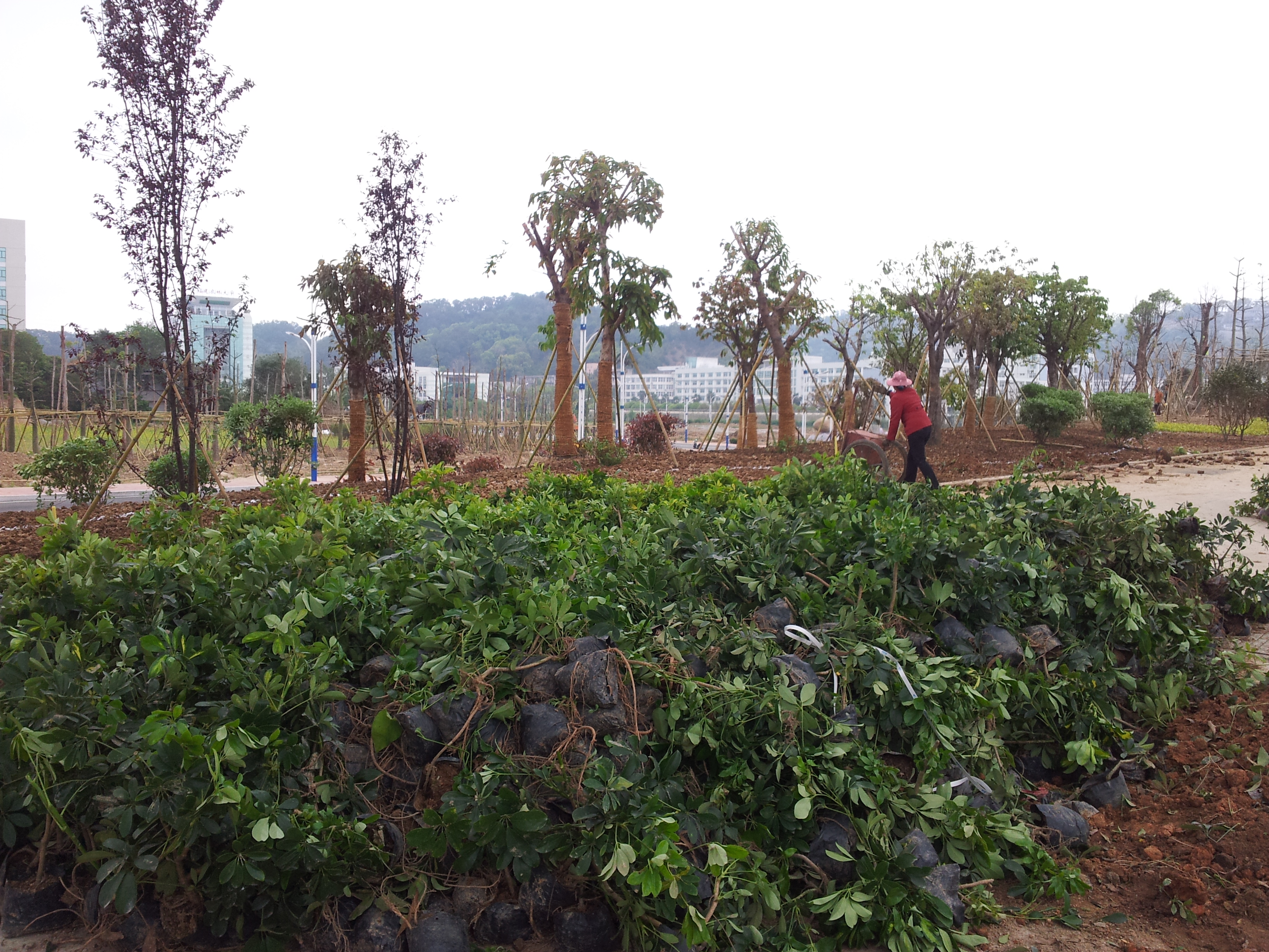 擋土墻苗木種植與地被苗木種植 林業種植中的生態與工程結合